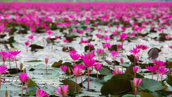 海的红莲花，红莲花泰国沼泽红海莲花 — 图库照片