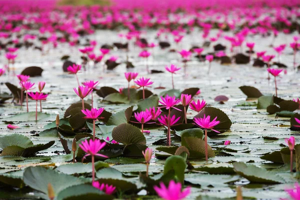 Θάλασσα από κόκκινο lotus, Marsh Ερυθρά θάλασσα lotus της κόκκινο lotus, Ταϊλάνδη — Φωτογραφία Αρχείου