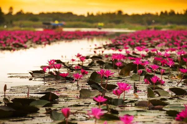 海的红莲花，红莲花泰国沼泽红海莲花 — 图库照片