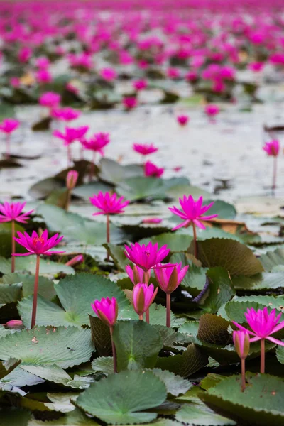 Θάλασσα από κόκκινο lotus, Marsh Ερυθρά θάλασσα lotus της κόκκινο lotus, Ταϊλάνδη — Φωτογραφία Αρχείου