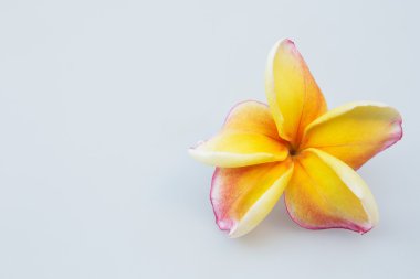 Beyaz arka plan üzerinde izole güzel sarı plumeria