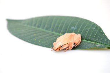 Altın ağaç kurbağası, ortak ağaç kurbağası