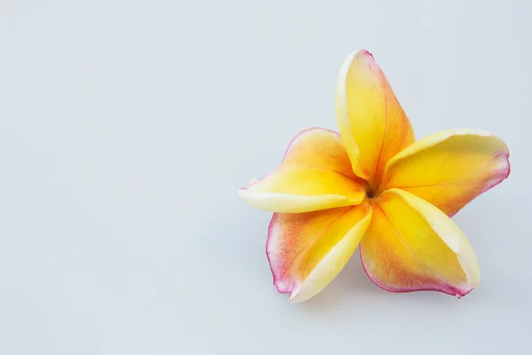 Krásné žluté plumeria izolovaných na bílém pozadí — Stock fotografie