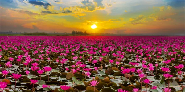 Sonnenuntergang am Meer roter Lotus Stockbild