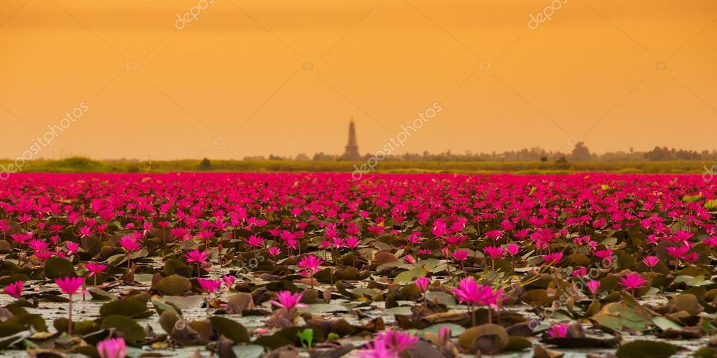 Sea of red lotus , Marsh Red lotus Sea of red lotus Thailand Photo by 71879719