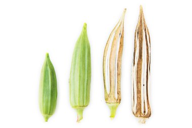 Bamya kadının parmak beyaz arka plan üzerinde