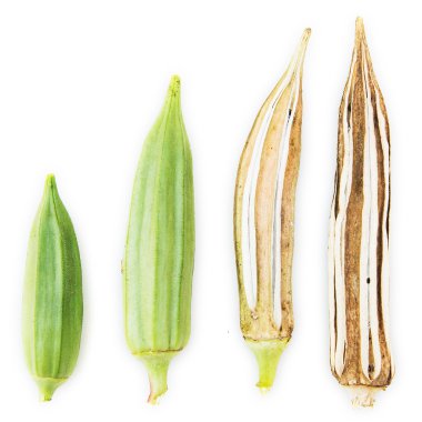 Bamya kadının parmak beyaz arka plan üzerinde