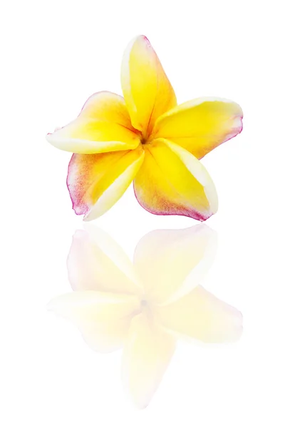 Flor de frangipani isolada sobre branco — Fotografia de Stock