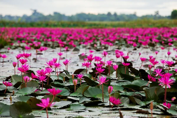 海的红莲花，红莲花泰国沼泽红海莲花 — 图库照片