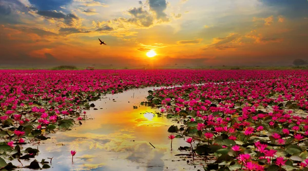 Tayland güneş yükselen lotus çiçeği — Stok fotoğraf