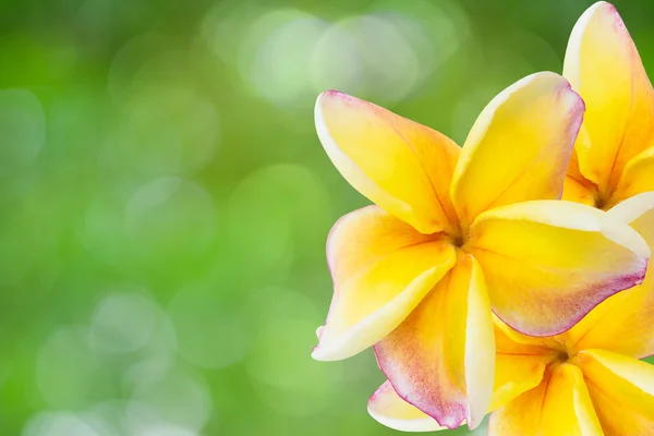 Plumeria blanche, rose et jaune — Photo