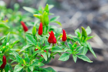 Tay biber ağacı agriculteral Tayland organik çiftlik