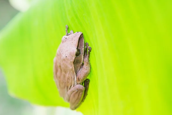 Sapo da árvore dourada, sapo da árvore comum — Fotografia de Stock