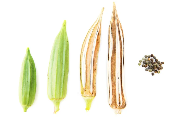 Dedo de Okra Lady no fundo branco — Fotografia de Stock