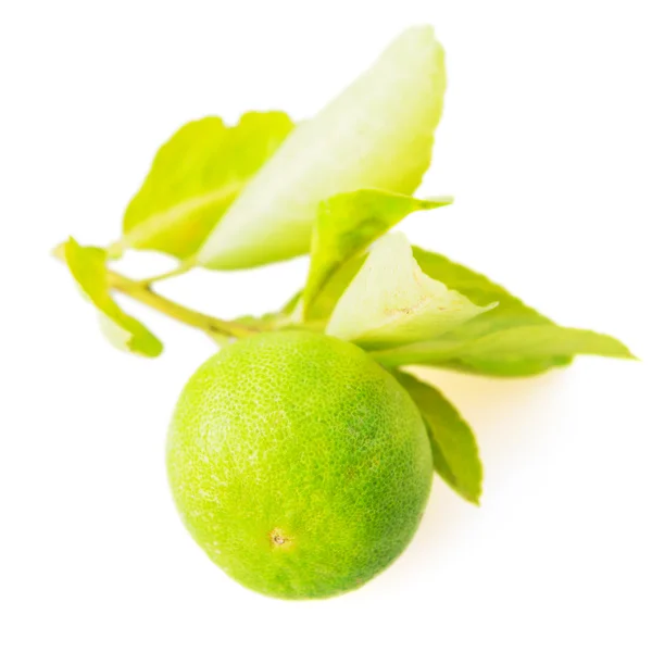 Citrus fruit isolated on white background — Stock Photo, Image