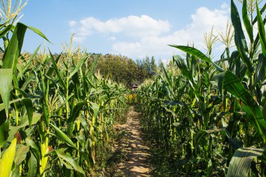 Mısır alan arka plan mavi gökyüzü üzerinde.