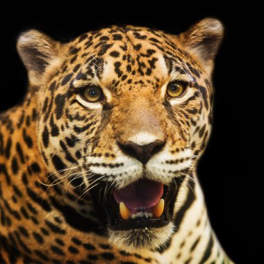 Kameraya bakarak kayanın üzerine oturmuş yetişkin dişi jaguar