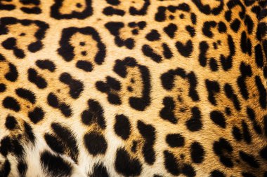 leopar spot desen doku arka kapatmak