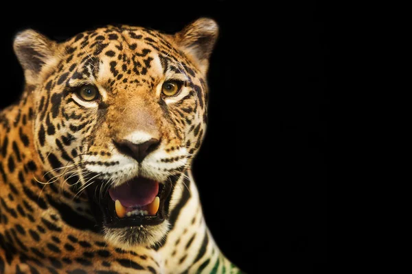 Primer retrato de leopardo con ojos intensos — Foto de Stock