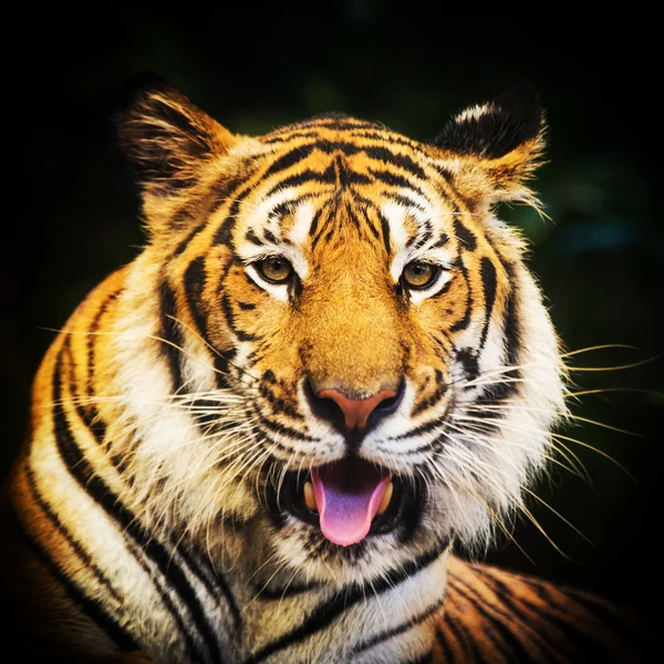 Tijger portret van een Bengaalse tijger. — Stockfoto