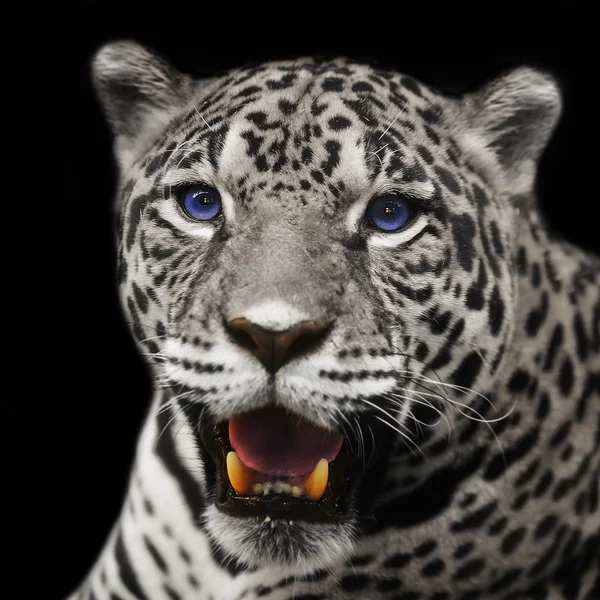 Крупный леопардовый ягуар смотрит в камеру . — стоковое фото