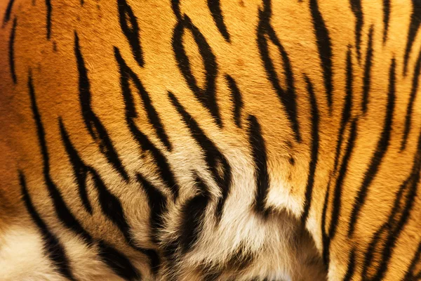 Bela pele de tigre - textura colorida com laranja, bege, yello — Fotografia de Stock