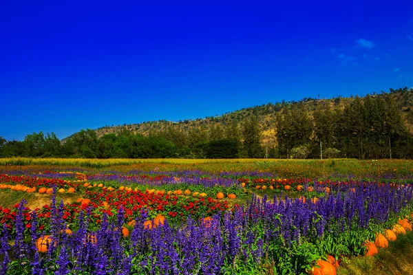 Jardin avec des fleurs colorées, montagnes et ciel . — Photo