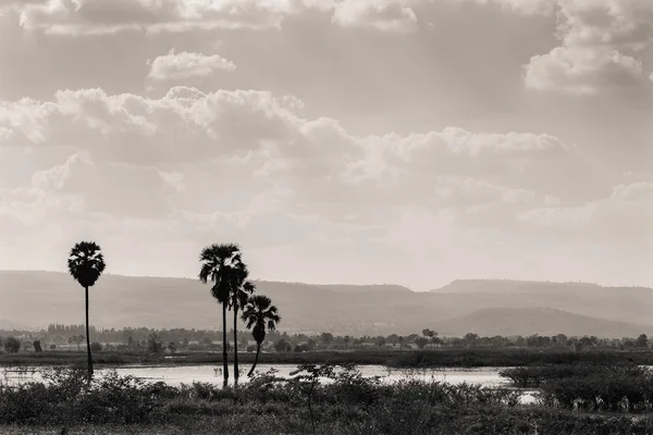 Árboles, montañas y vistas al cielo —  Fotos de Stock