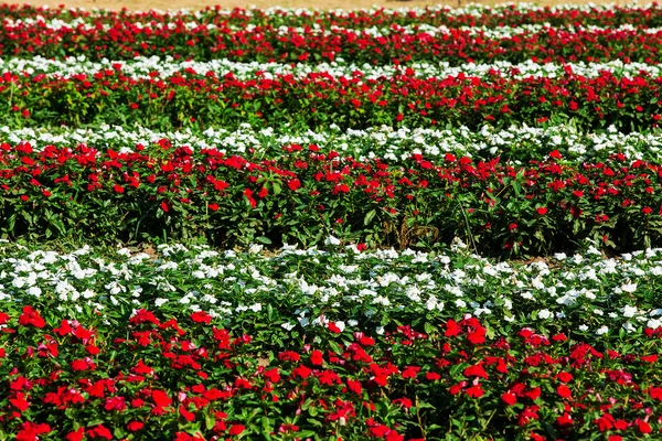 Eine Menge Katharanthus roseus Blüten — Stockfoto