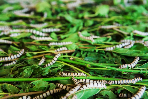 Silkworms dut yaprağı içinde belgili tanımlık tepsi yemek. — Stok fotoğraf