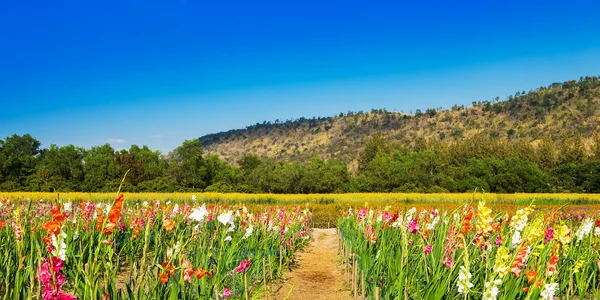 Utah dağlarında kır çiçekleri ile dolu çayır