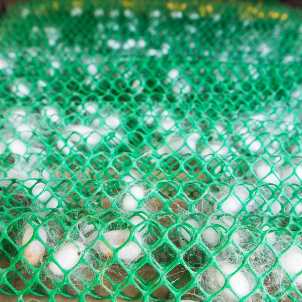 Рама с коконами шелкопряда на шелковом заводе — стоковое фото