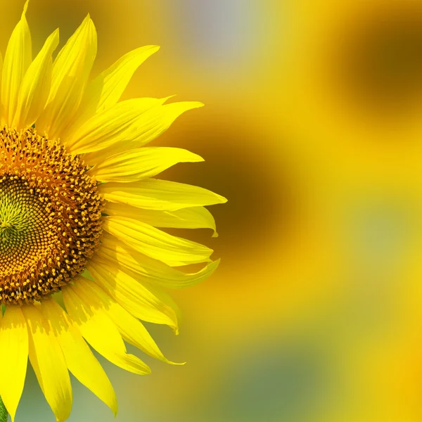 Close-up of a beautiful sunflower in a field — Stock Photo, Image