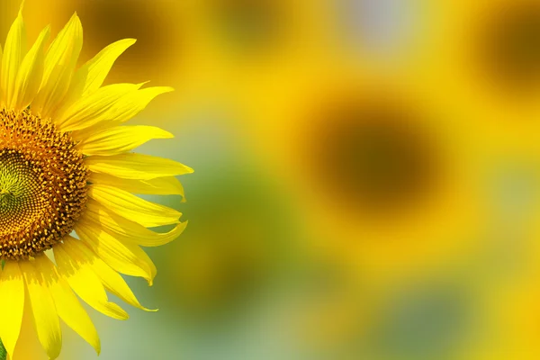 Close-up of a beautiful sunflower in a field — Stock Photo, Image