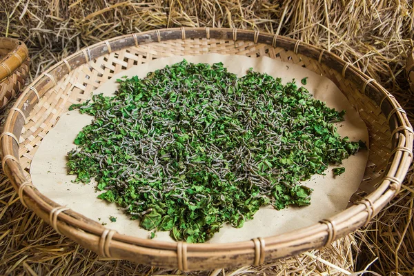 Zijderupsen mulberry blad eten in de lade. — Stockfoto