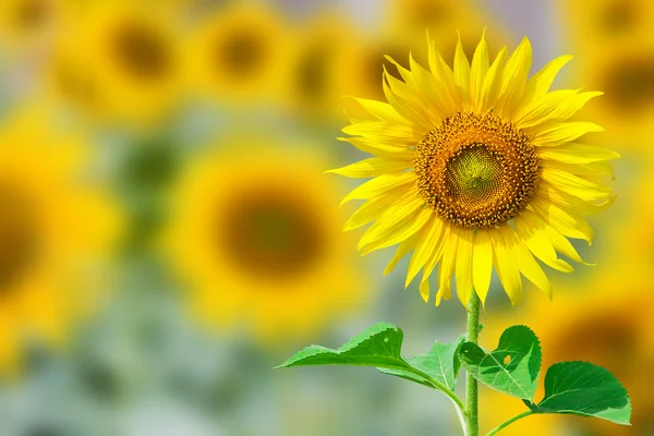 Primo piano di un bel girasole in un campo — Foto Stock