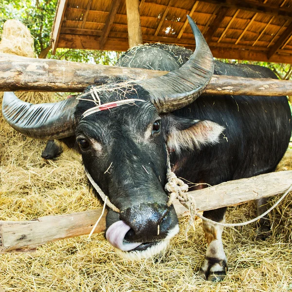 Buffalo tailandese in fattoria — Foto Stock