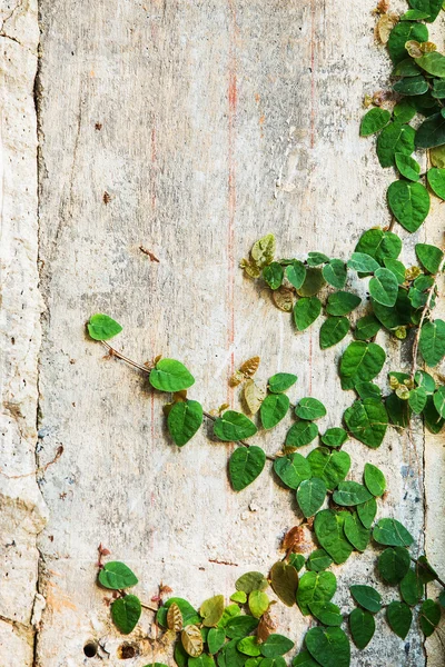 Planta enredadera verde en pared blanca — Foto de Stock