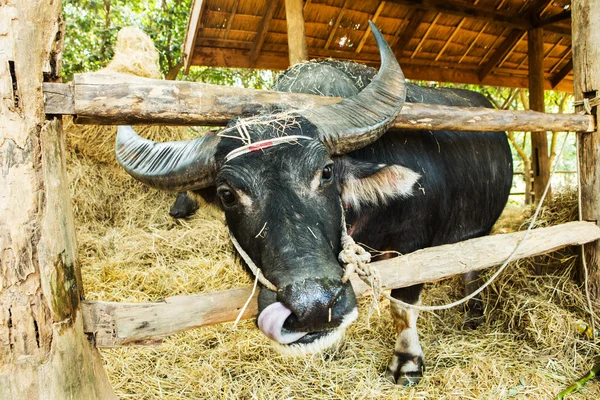 Buffalo tailandese in fattoria — Foto Stock