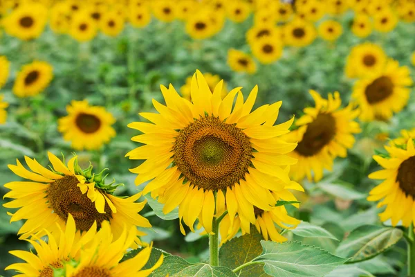 Blühendes Feld einer Sonnenblume — Stockfoto