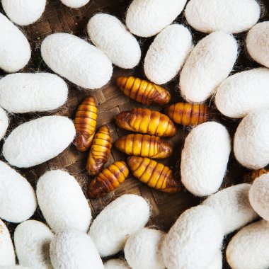 Closeup of Silkworm pupae, Life cycle of Silkworm