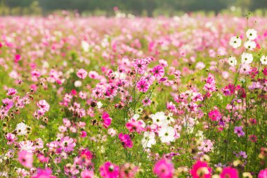 Cosmos daisy güneş ışığı altında