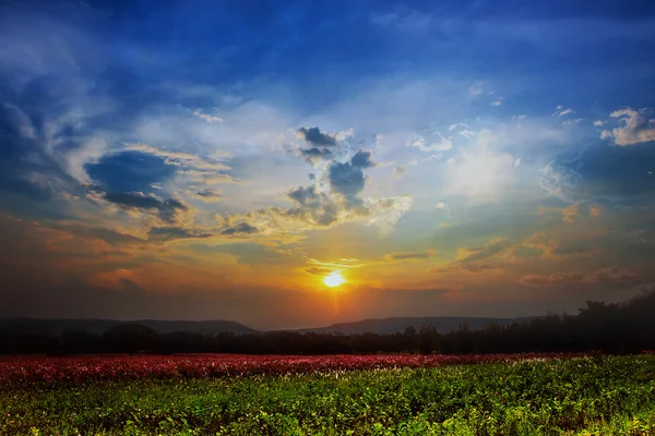 Flor Cosmos cielo bajo la puesta del sol — Foto de Stock