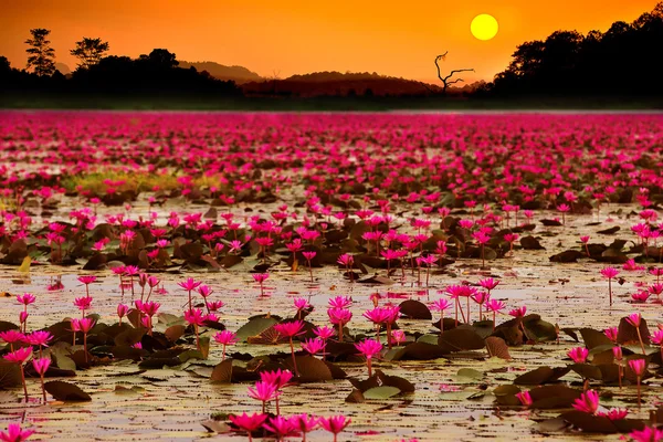 Sunset at Sea Red Lotus — Stock Photo, Image