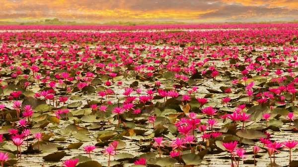 泰国阳光上升莲花一朵 — 图库照片