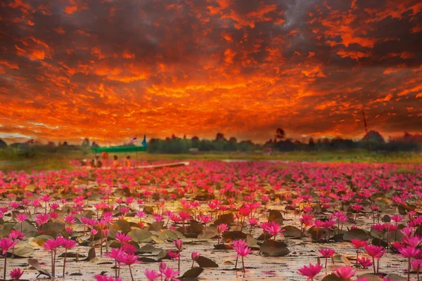 Luz do sol flor de lótus nascente na Tailândia — Fotografia de Stock