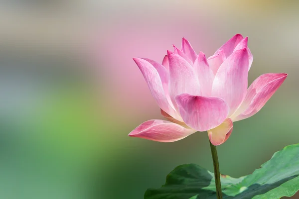 Flor de lótus e plantas de flor de lótus — Fotografia de Stock