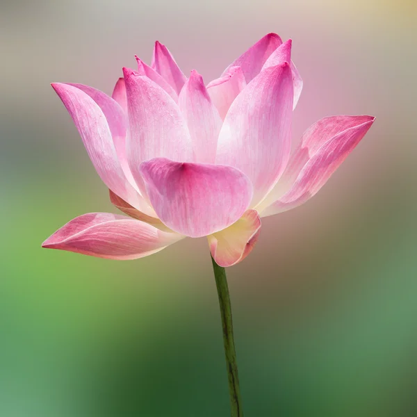 Flor de lótus e plantas de flor de lótus — Fotografia de Stock