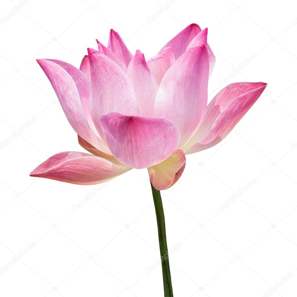 single lotus flower images