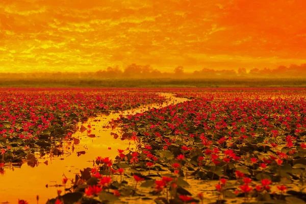 Flor de loto naciente del sol en Tailandia —  Fotos de Stock